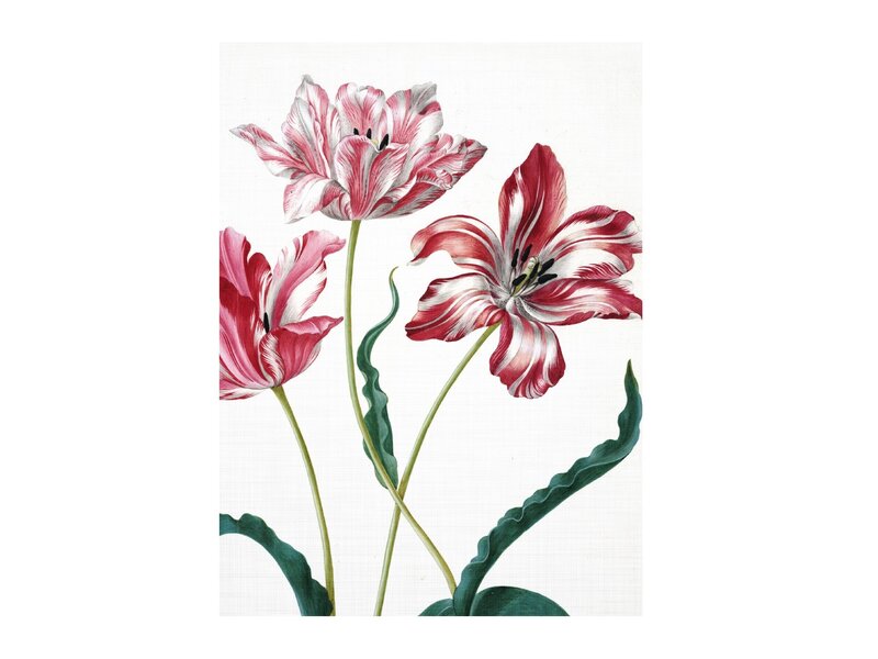 Softcover art sketchbook, Merian, Three tulips
