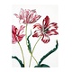 Diario del artista, Merian, tres tulipanes