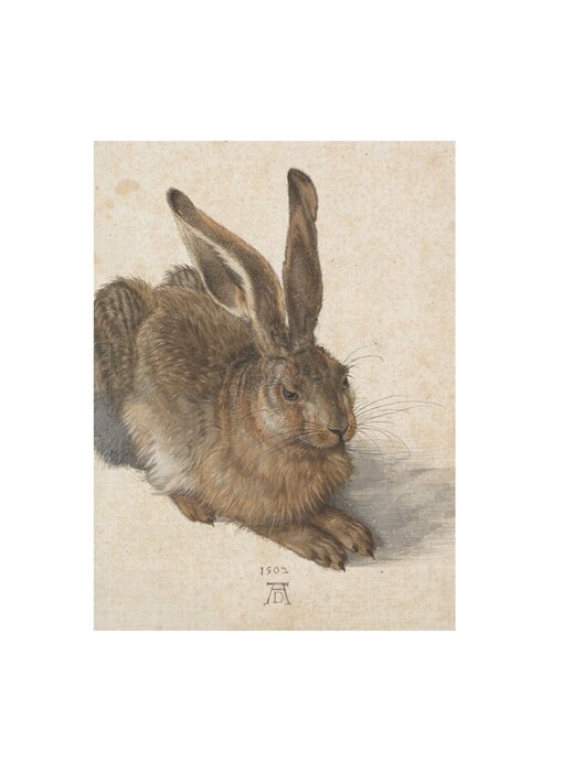 Künstlerjournal,  Dürer, Feldhase