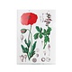 Porte-documents A4, Coquelicot, Hortus Botanicus