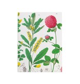 Escritura pegada, A5, Flor de trébol rojo, Hortus Botanicus Escritura pegada, A5, Flor de trébol rojo, Hortus Botanicus