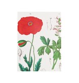 Écriture collée, A5,   Coquelicot, Hortus Botanicus
