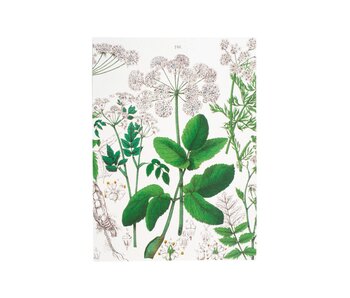 Sagrada Escritura, A5, Baya del saúco, Hortus Botanicus