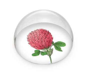 Presse-papier en verre, Fleur de trèfle rouge, Hortus Botanicus