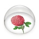 Glaskuppeln/Briefbeschwerer, Rotkleeblume, Hortus Botanicus