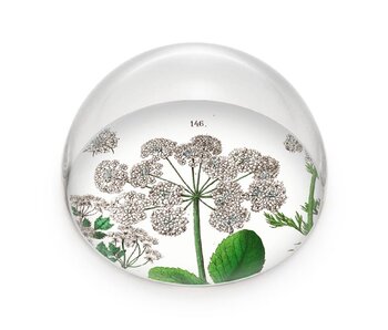 Glaskuppeln/Briefbeschwerer, Holunder, Hortus Botanicus