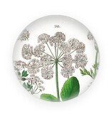 Glazen bolle  presse papier,  Zevenblad, Hortus Botanicus Glazen bolle  presse papier,  Zevenblad, Hortus Botanicus