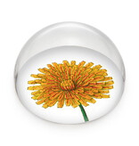 Pisapapeles de vidrio,   Diente de león, Hortus Botanicus