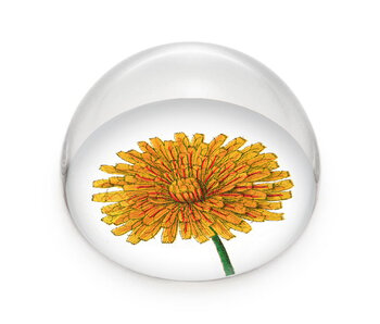 Pisapapeles de vidrio,   Diente de león, Hortus Botanicus