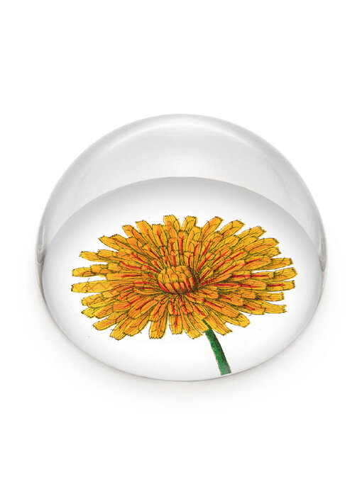 Presse-papier en verre,  Pissenlit, Hortus Botanicus