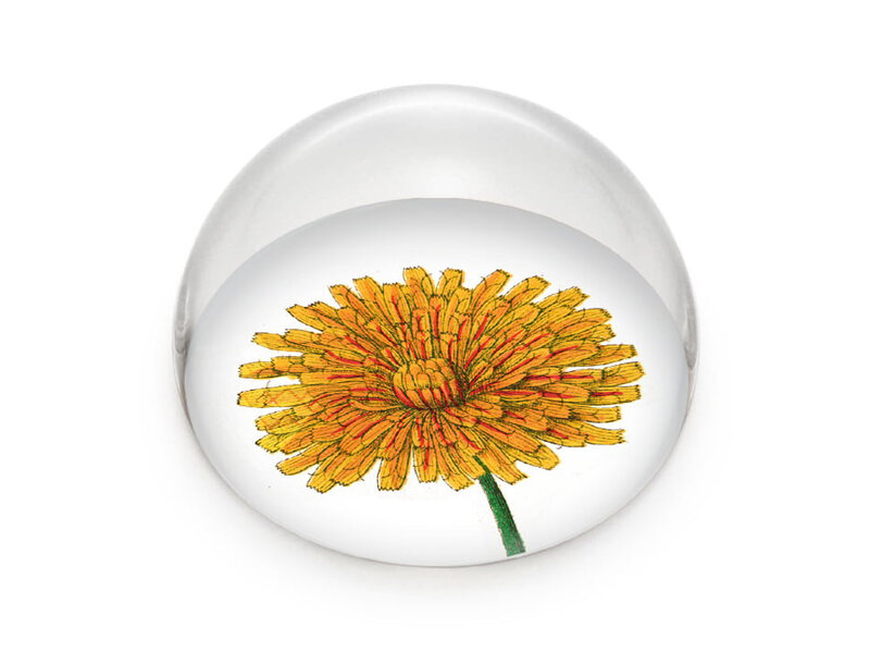 Pisapapeles de vidrio,   Diente de león, Hortus Botanicus