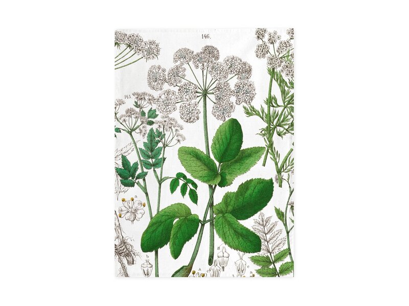 Tea Towel,  Elderberry, Hortus Botanicus
