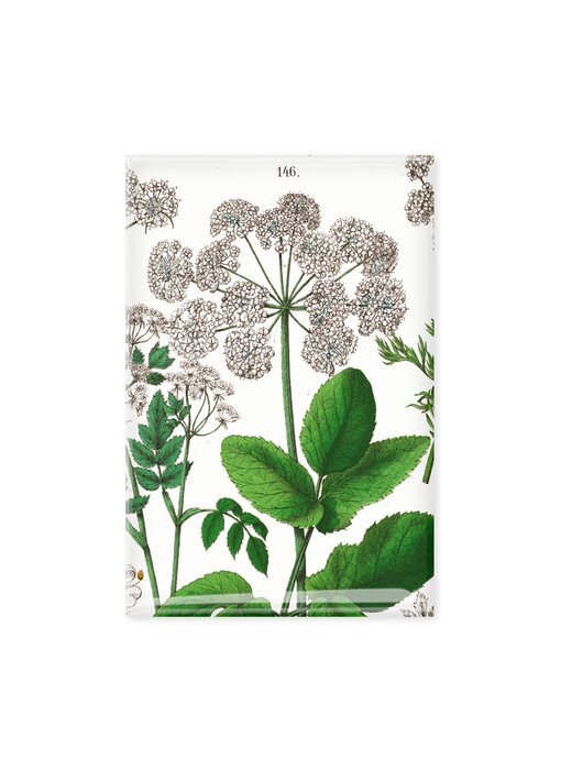 Koelkastmagneet, Zevenblad, Hortus Botanicus