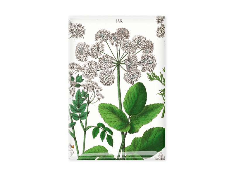 Kühlschrankmagnet, Holunderblatt, Hortus Botanicus