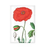 Magnet pour frigo,   Coquelicot, Hortus Botanicus
