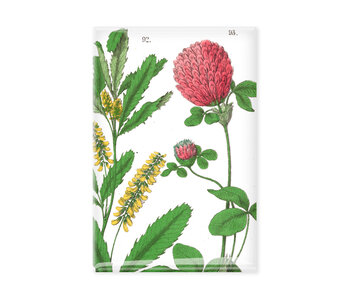 Kühlschrankmagnet,  Rotkleeblume, Hortus Botanicus