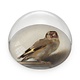 Glass Dome,  Goldfinch, Carel Fabritius