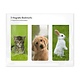 Set van 3, Magnetische boekenleggers , Huisdieren