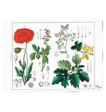 Affiche 50x70 , Coquelicot, Hortus Botanicus