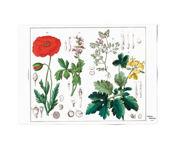 Plakat 50x70,  Mohn, Hortus Botanicus