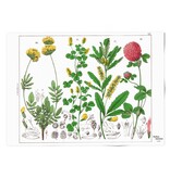 Poster, 50x70,  Red clover flower, Hortus Botanicus