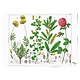 Plakat 50x70,  Rotkleeblume, Hortus Botanicus