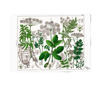 Plakat 50x70,  Holunderblatt, Hortus Botanicus