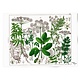 Poster, 50x70,  Zevenblad, Hortus Botanicus