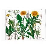Poster 50x70, Löwenzahn, Hortus Botanicus