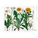 Poster, 50x70, Pissenlit, Hortus Botanicus