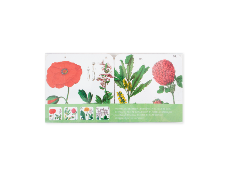 Coasters, set of 4, Hortus Botanicus