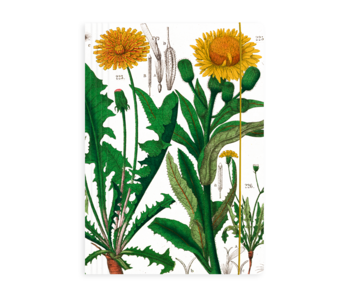 Carpeta portadocumentos con banda elástica, Diente de león, Hortus Botanicus