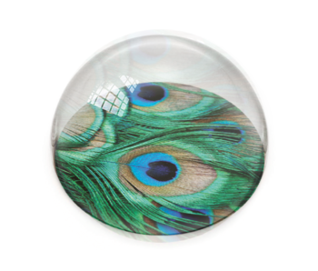 Glass Dome,  peacock feathers