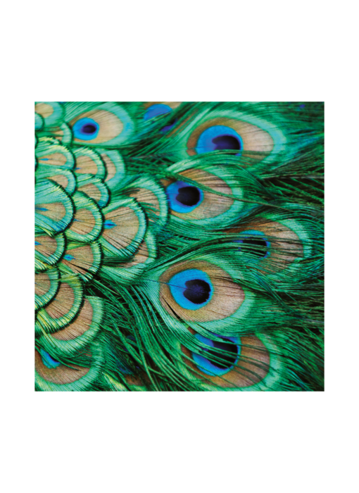 Schal chiffon, Pfauenfedern
