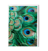 Carte postale, plumes de paon