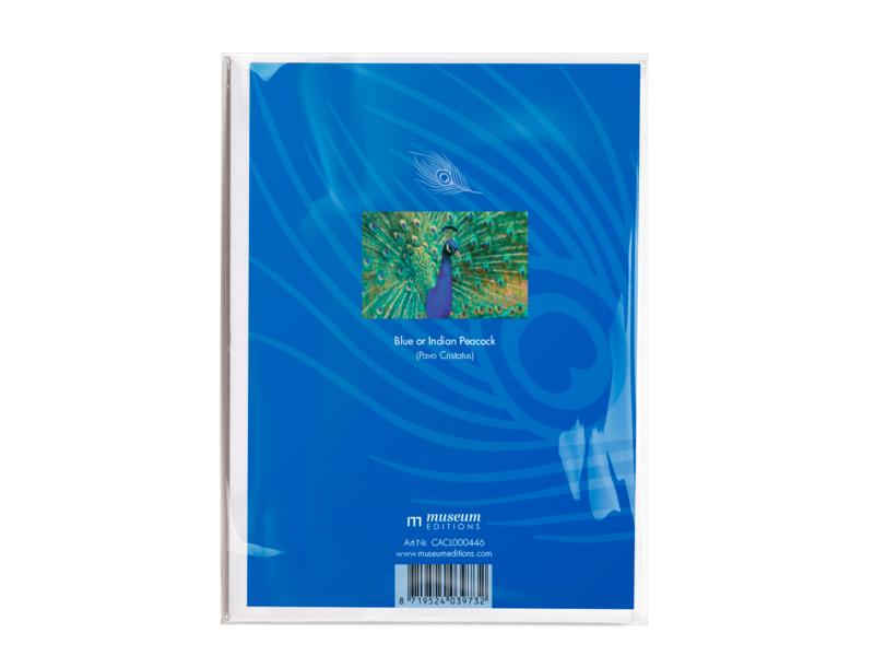 Carte postale, plumes de paon
