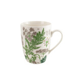 Tasse, Feuille de sureau, Hortus Botanicus Tasse, Feuille de sureau, Hortus Botanicus