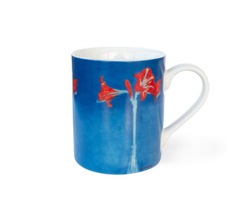 Becher, Piet Mondriaan, Amaryllis