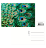 Postkarte, Pfauenfedern