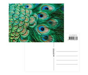 Postcard  ,peacock feathers