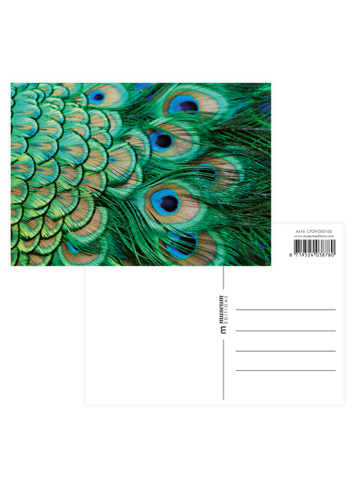 Postcard  ,peacock feathers