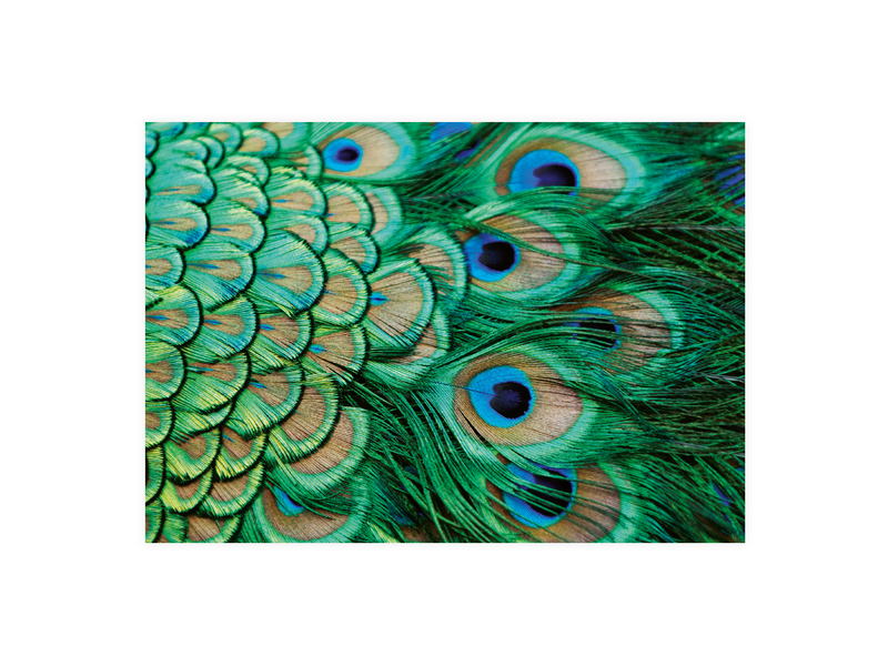 Carte postale, Plumes de paon