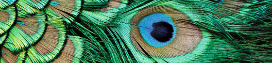 Peacock items