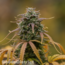 Semillas de Bob Marley