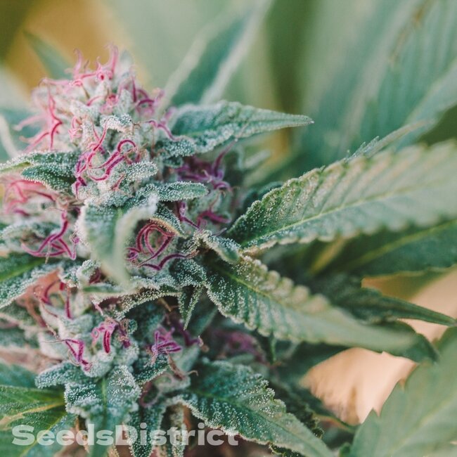 Semillas de Shiskaberry
