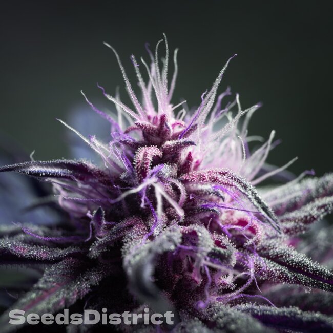Semillas de Melon Gum