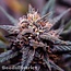 Jack Herer  wietzaden