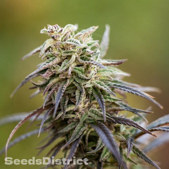 Girl Scout Cookies wietzaden
