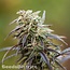 Girl Scout Cookies wietzaden