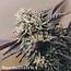 Cookies Haze wietzaden